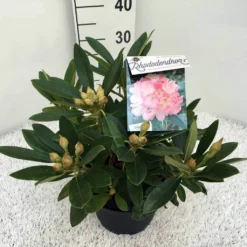 Rhododendron (Rhododendron 'Percy Wiseman') -Goedkope DirectPlant winkel rho. y percy wiseman c5