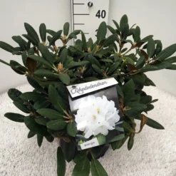 Dwergrhododendron (Rhododendron 'Porzellan') -Goedkope DirectPlant winkel rho. y porzelan c10