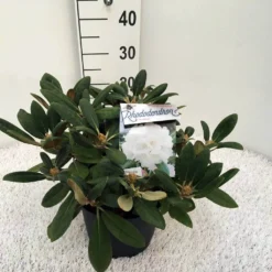 Dwergrhododendron (Rhododendron 'Porzellan') -Goedkope DirectPlant winkel rho. y porzelan c5
