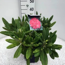 Dwergrhododendron (Rhododendron 'Sweet Sue') -Goedkope DirectPlant winkel rho. y sweet sue c5