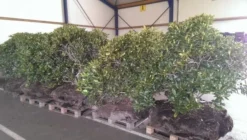 Rhododendron (Rhododendron 'Cunningham White') -Goedkope DirectPlant winkel rhodo cun white