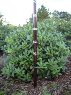 Rhododendron (Rhododendron 'Cunningham White') -Goedkope DirectPlant winkel rhodod cun white 1