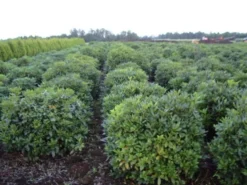 Rhododendron (Rhododendron 'Cunningham White') -Goedkope DirectPlant winkel rhodod cun white 2