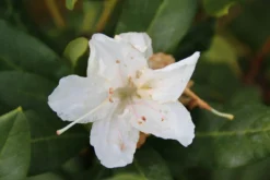 Rhododendron (Rhododendron 'Cunningham White') -Goedkope DirectPlant winkel rhododendron cunningham white 2