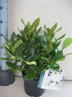 Rhododendron (Rhododendron 'Cunningham White') -Goedkope DirectPlant winkel rhododendron cunninghams white c5 aug