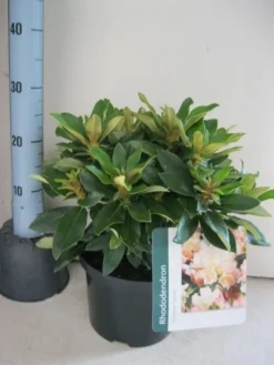 Dwergrhododendron (Rhododendron 'Golden Torch') -Goedkope DirectPlant winkel rhododendron golden torch c5 aug