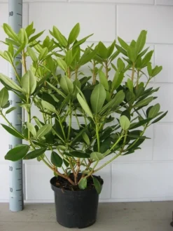 Rhododendron (Rhododendron Catawbiense 'Grandiflorum') -Goedkope DirectPlant winkel rhododendron grandiflorum 50 60 1