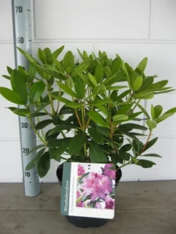 Rhododendron (Rhododendron Catawbiense 'Grandiflorum') -Goedkope DirectPlant winkel rhododendron grandiflorum c5 01 06 2017 kopie 1