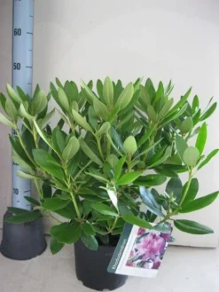 Rhododendron (Rhododendron Catawbiense 'Grandiflorum') -Goedkope DirectPlant winkel rhododendron grandiflorum c5 aug