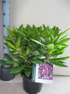 Rhododendron (Rhododendron 'Marcel Menard') -Goedkope DirectPlant winkel rhododendron marcel menard c5 aug