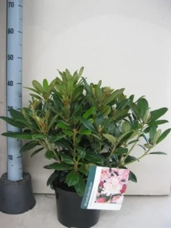 Rhododendron (Rhododendron 'Percy Wiseman') -Goedkope DirectPlant winkel rhododendron percy wiceman c5 aug 1