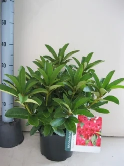 Rhododendron (Rhododendron 'Wilgen's Ruby') -Goedkope DirectPlant winkel rhododendron wilgens ruby c5 aug 1