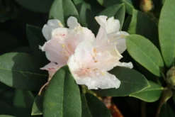 Dwergrhododendron (Rhododendron 'Golden Torch') -Goedkope DirectPlant winkel rhododendron y. golden torch 3