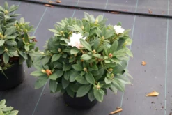 Dwergrhododendron (Rhododendron 'Golden Torch') -Goedkope DirectPlant winkel rhododendron y. golden torch 5