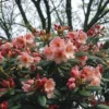 Rhododendron (Rhododendron 'Virginia Richards')