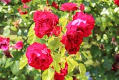 Klimroos (Rosa 'Grand Hotel') 6 Klimroos (Rosa 'Grand Hotel') -Goedkope DirectPlant winkel rosa grand hotel