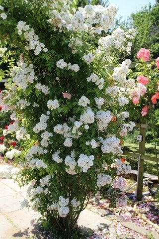 Miniklimroos (Rosa 'Guirlande D'Amour') 6 Miniklimroos (Rosa 'Guirlande D'Amour') - Afbeelding 6