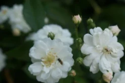 Miniklimroos (Rosa 'Guirlande D'Amour') 11 Miniklimroos (Rosa 'Guirlande D'Amour') -Goedkope DirectPlant winkel rosa guirlande d amour 1