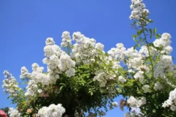 Miniklimroos (Rosa 'Guirlande D'Amour') 13 Miniklimroos (Rosa 'Guirlande D'Amour') -Goedkope DirectPlant winkel rosa guirlande d amour 2 2