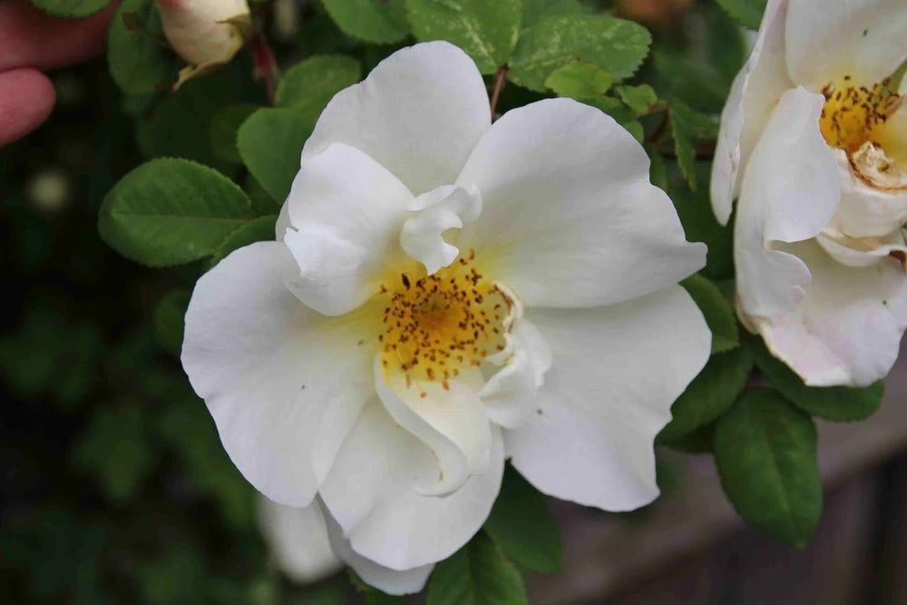 Ondoordringbare Haag, Laag 1 Ondoordringbare Haag, Laag