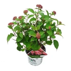 Hortensia (Hydrangea 'Ruby Annabelle') -Goedkope DirectPlant winkel ruby annabelle