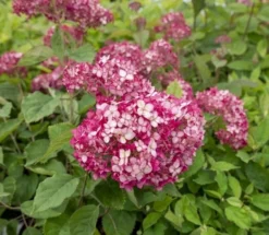 Hortensia (Hydrangea 'Ruby Annabelle') -Goedkope DirectPlant winkel ruby annabelle 5