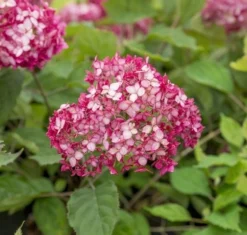 Hortensia (Hydrangea 'Ruby Annabelle') -Goedkope DirectPlant winkel ruby annabelle 6