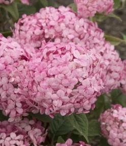 Hortensia (Hydrangea 'Ruby Annabelle') -Goedkope DirectPlant winkel ruby annabelle 7