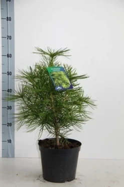 Japanse Parasolden (Sciadopitys Verticilata) 13 Japanse Parasolden (Sciadopitys Verticilata) -Goedkope DirectPlant winkel sciadopitys verticillata 30 40 c5 1