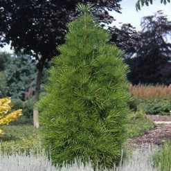 Japanse Parasolden (Sciadopitys Verticilata) 10 Japanse Parasolden (Sciadopitys Verticilata) -Goedkope DirectPlant winkel scvertic 7 1