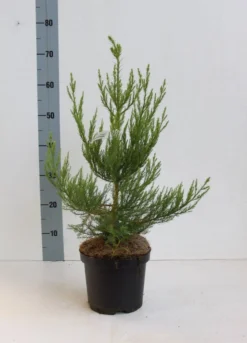 Mammoetboom (Sequoiadendron Giganteum) -Goedkope DirectPlant winkel seqouiadendron giganteum 40 50 co. 3l kopie