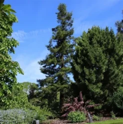 Kustmammoetboom (Sequoia Sempervirens) -Goedkope DirectPlant winkel sequoia sempervirens 1