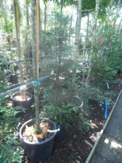 Kustmammoetboom (Sequoia Sempervirens) -Goedkope DirectPlant winkel sequoia sempervirens 125 150 c20