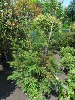 Kustmammoetboom (Sequoia Sempervirens) -Goedkope DirectPlant winkel sequoia sempervirens 150 175 c35