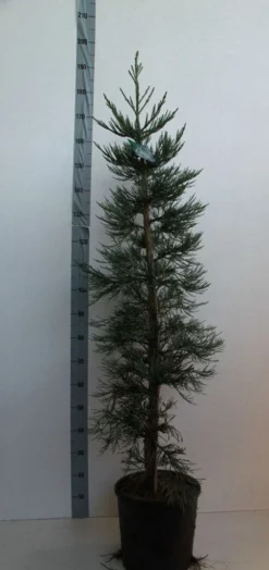 Mammoetboom (Sequoiadendron Giganteum) -Goedkope DirectPlant winkel sequoiadendrn gl glaucum125 150 cm co. 18l kopie
