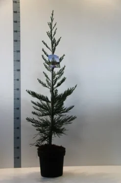 Mammoetboom (Sequoiadendron Giganteum) -Goedkope DirectPlant winkel sequoiadendron gig. glaucum 80 100 c7.5