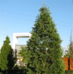Kustmammoetboom (Sequoia Sempervirens) -Goedkope DirectPlant winkel sequoiadendron giganteum