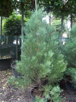 Mammoetboom (Sequoiadendron Giganteum) -Goedkope DirectPlant winkel sequoiadendron giganteum 150 175 c35