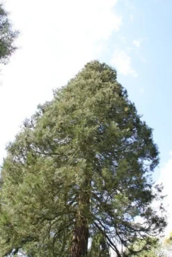 Mammoetboom (Sequoiadendron Giganteum) -Goedkope DirectPlant winkel sequoiadendron giganteum 1