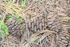Mammoetboom (Sequoiadendron Giganteum) -Goedkope DirectPlant winkel sequoiadendron giganteum 3