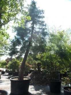Mammoetboom (Sequoiadendron Giganteum) -Goedkope DirectPlant winkel sequoiadendron giganteum oude stam c1000