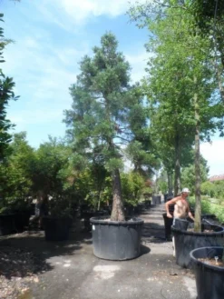Mammoetboom (Sequoiadendron Giganteum) -Goedkope DirectPlant winkel sequoiadendron giganteum oude stam c1000 2