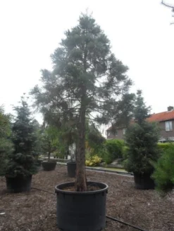 Mammoetboom (Sequoiadendron Giganteum) -Goedkope DirectPlant winkel sequoiadendron giganteum oude stam c1000 3