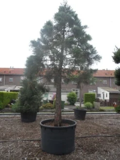 Mammoetboom (Sequoiadendron Giganteum) -Goedkope DirectPlant winkel sequoiadendron giganteum oude stam c1000 4