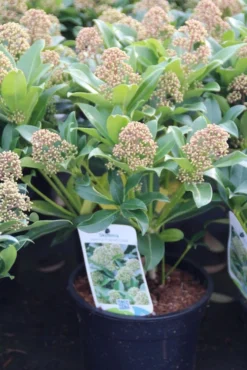 Skimmia (Skimmia Japonica 'Fragrant Cloud') -Goedkope DirectPlant winkel skimmia japonica fragant cloud 1