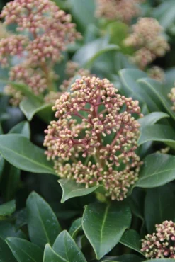 Skimmia (Skimmia Japonica 'Fragrant Cloud') -Goedkope DirectPlant winkel skimmia japonica fragant cloud 2