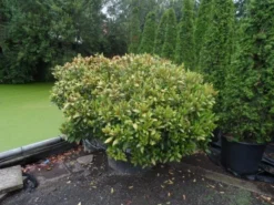 Skimmia (Skimmia Japonica 'Rubella') 5 Skimmia (Skimmia Japonica 'Rubella') -Goedkope DirectPlant winkel skimmia japonica rubella doorsnede 180 200 aanlegkwaliteit