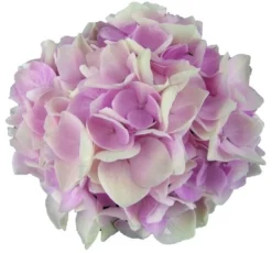 Hortensia Soft Pink Salsa (Hydrangea 'Music Collection') -Goedkope DirectPlant winkel soft pink salsa 1