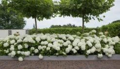 Hortensia (Hydrangea 'Strong Annabelle') -Goedkope DirectPlant winkel strong annabelle 11