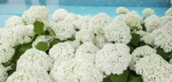 Hortensia (Hydrangea 'Strong Annabelle') -Goedkope DirectPlant winkel strong annabelle 1